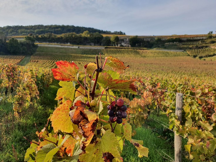 Wanderung durch die Weinberge von Vougeot
