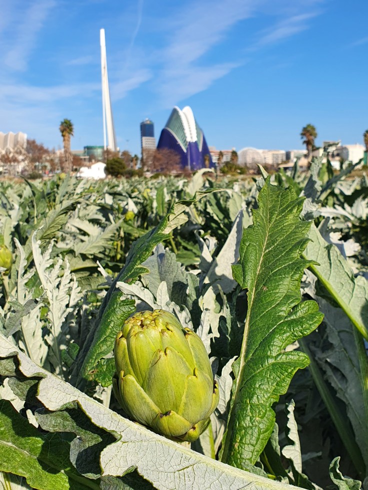 Valencia Ciutat de les Arts i les Ciencies mit Oceanografic und Artischokenfelder