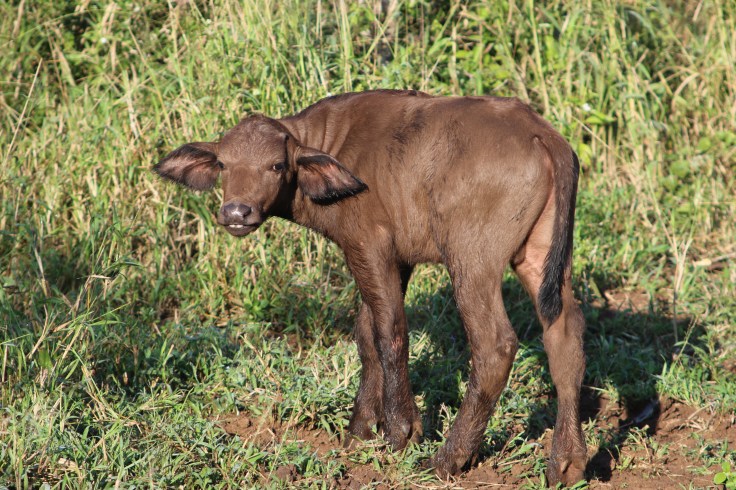 Thanda Wasserbüffel Kalb
