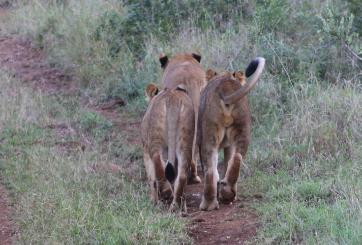 Thanda Löwenfamilie