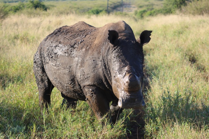 Thanda Breitmaulnashorn White Rhino