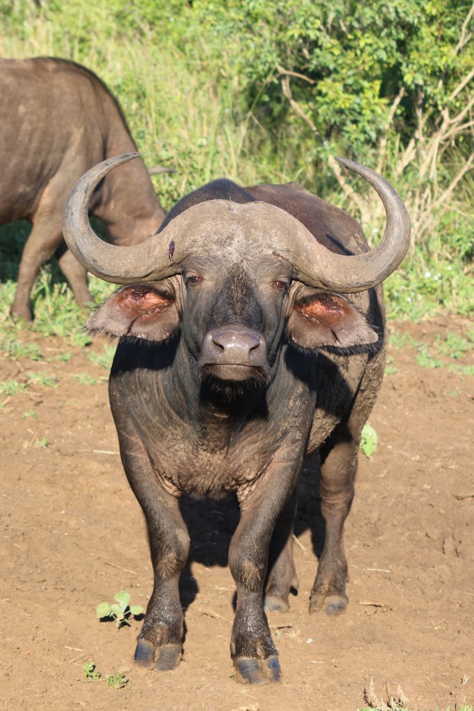 Thanda Wasserbüffel