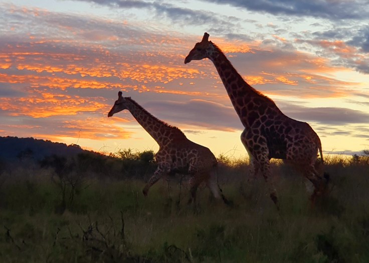 Thanda Giraffen Sonnenuntergang