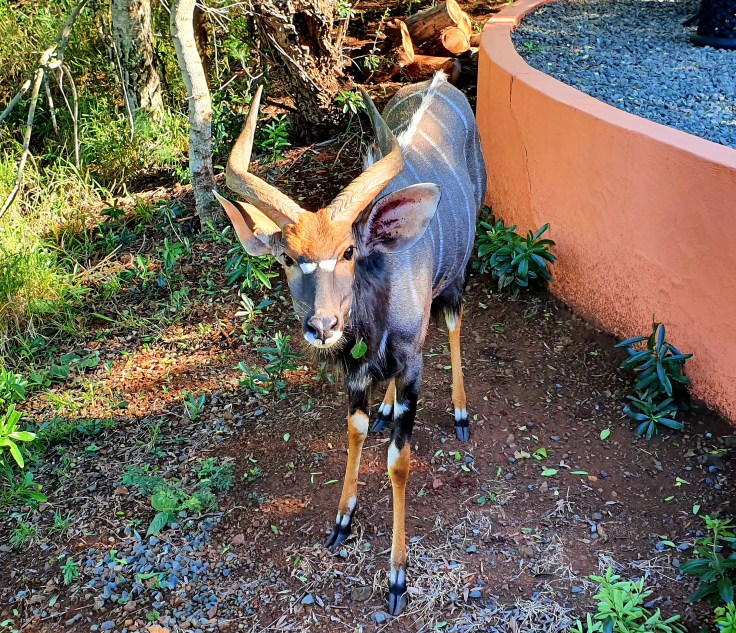 Nyala in der Thanda Lodge