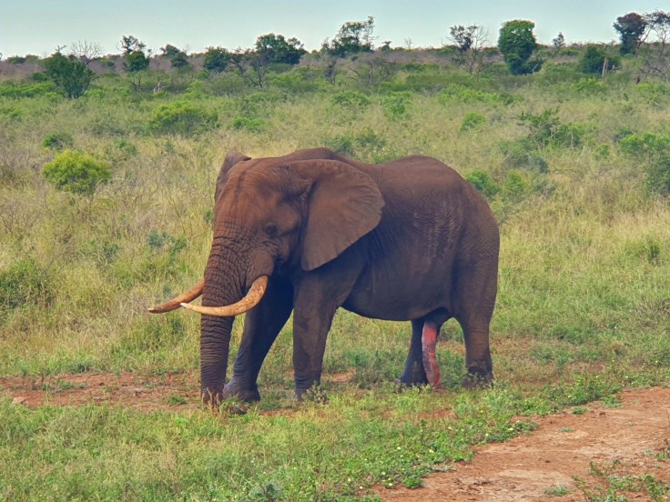 Thanda Elefant