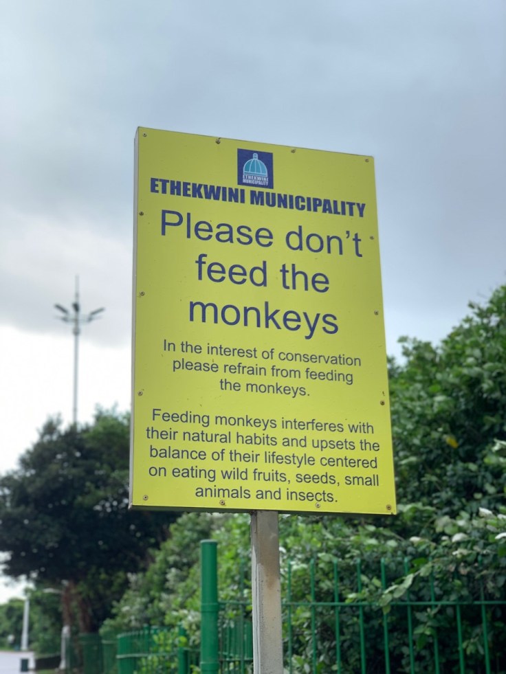 Durban Suncoast Casino Monkeys