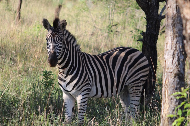 Thanda Zebra