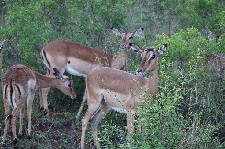 Thanda Impala