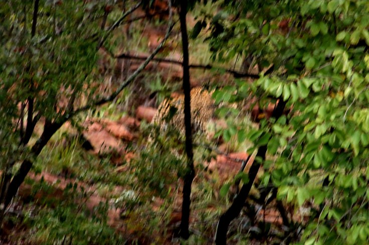 Waterberg Leopard