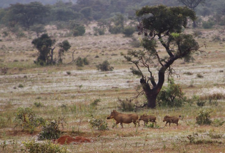 Thanda Warzenschweine