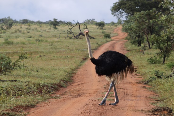 Waterberg Welgevonden Strauß