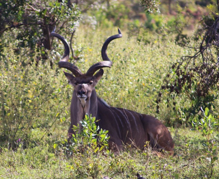Waterberg Welgevonden Kudu männlich