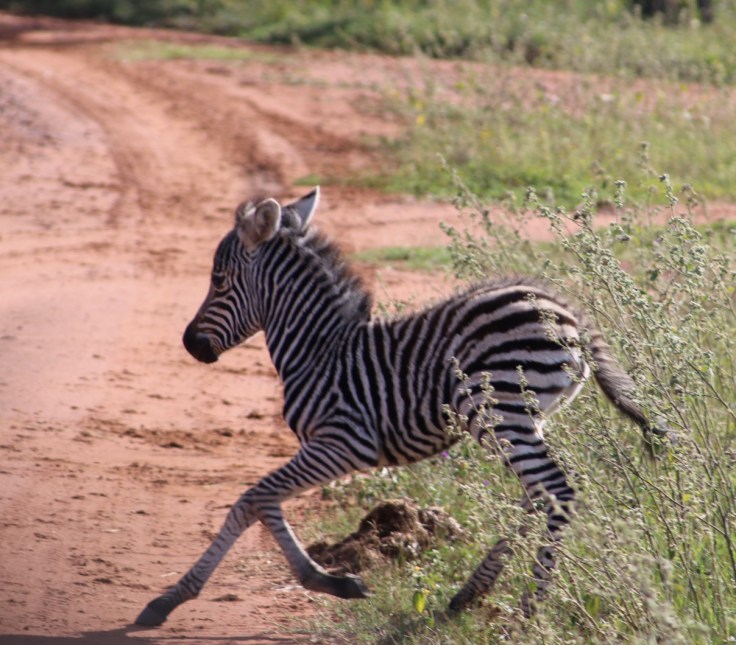Waterberg Welgevonden Zebra Fohlen
