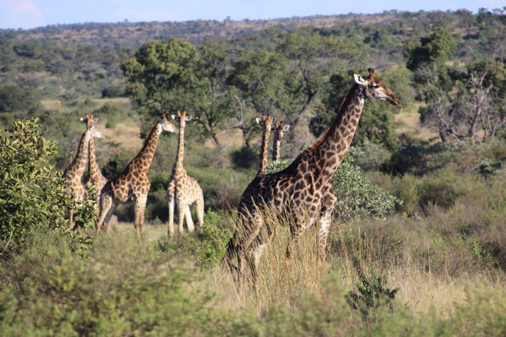 Waterberg Welgevonden Schakal