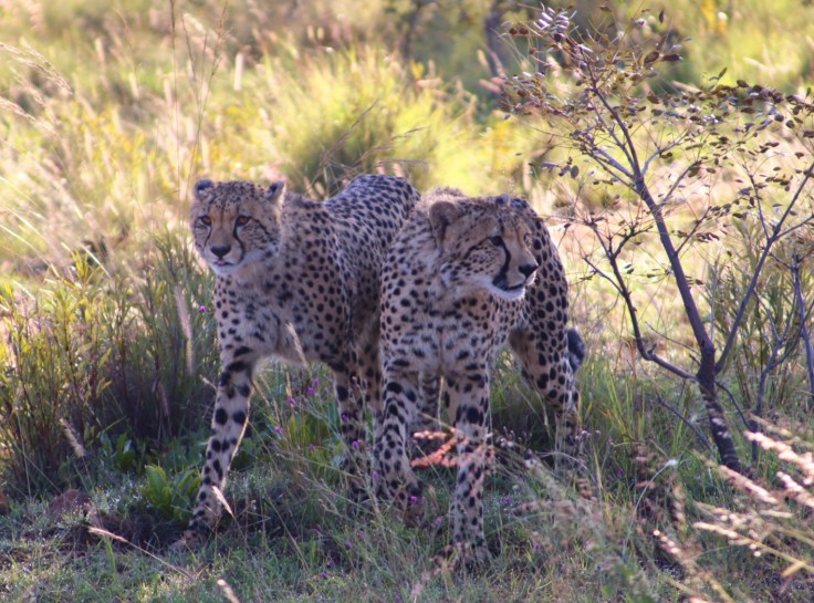Waterberg Welgevonden Geparde