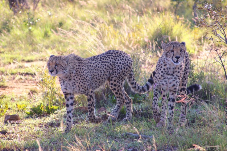 Waterberg Welgevonden Geparde
