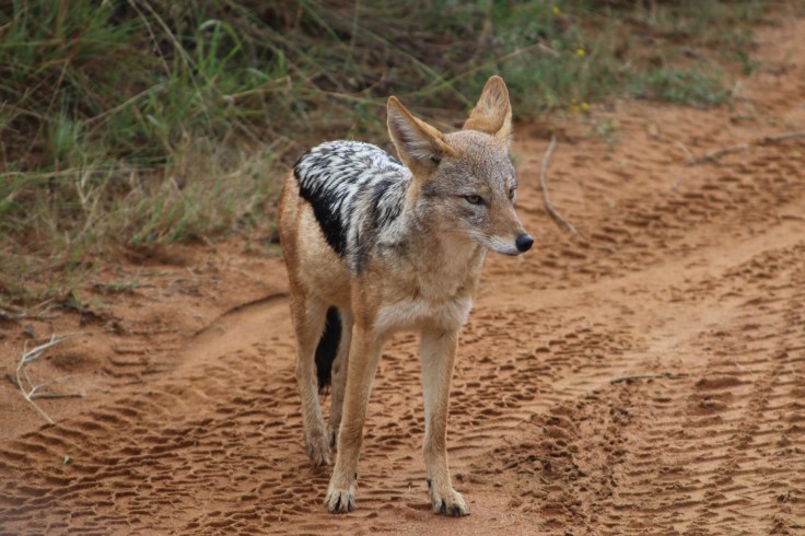 Waterberg Welgevonden Schakal