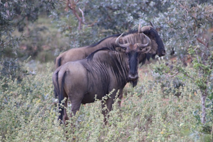 Waterberg Welgevonden Gnus