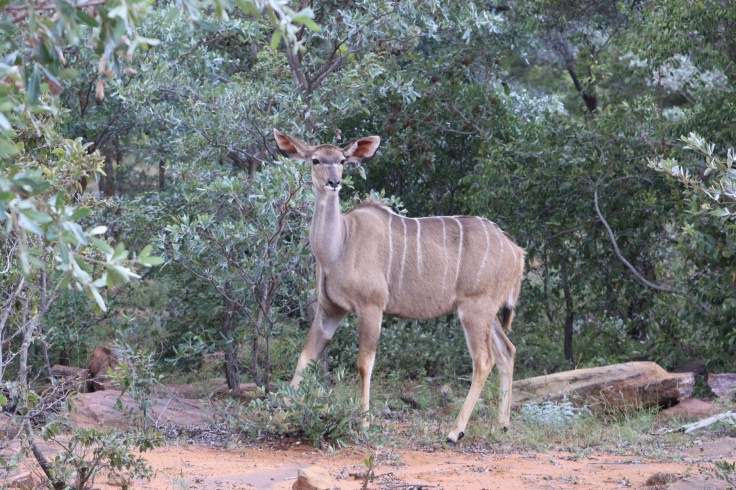 Waterberg Welgevonden Kudu weiblich