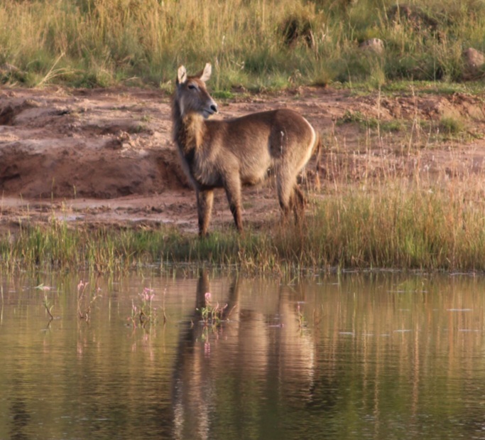 Waterberg Welgevonden Wasserbock