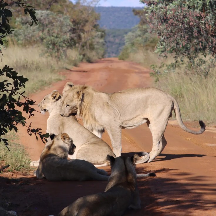 Waterberg Welgevonden Löwen