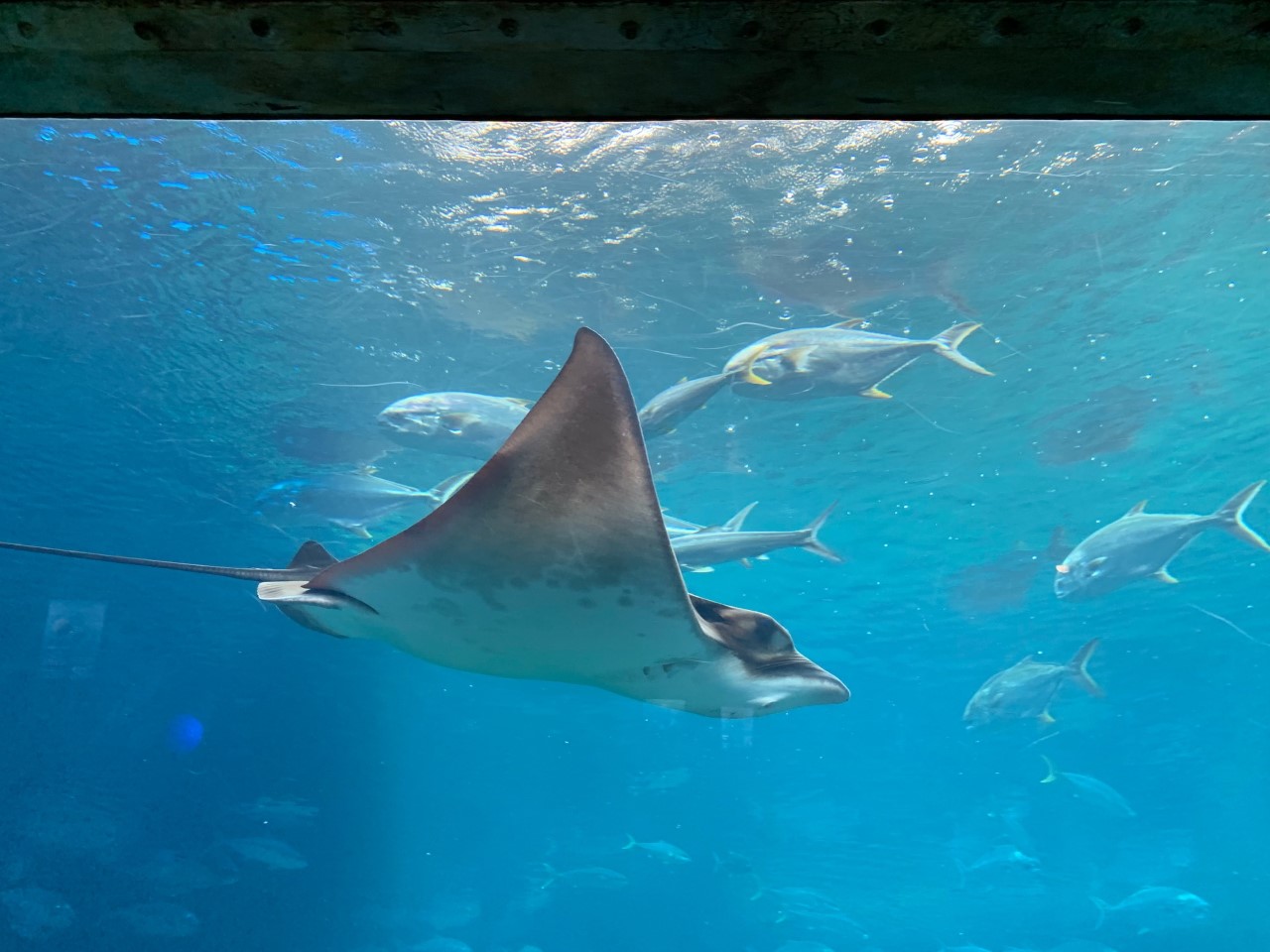 Durban UShaka Marine World Rochen