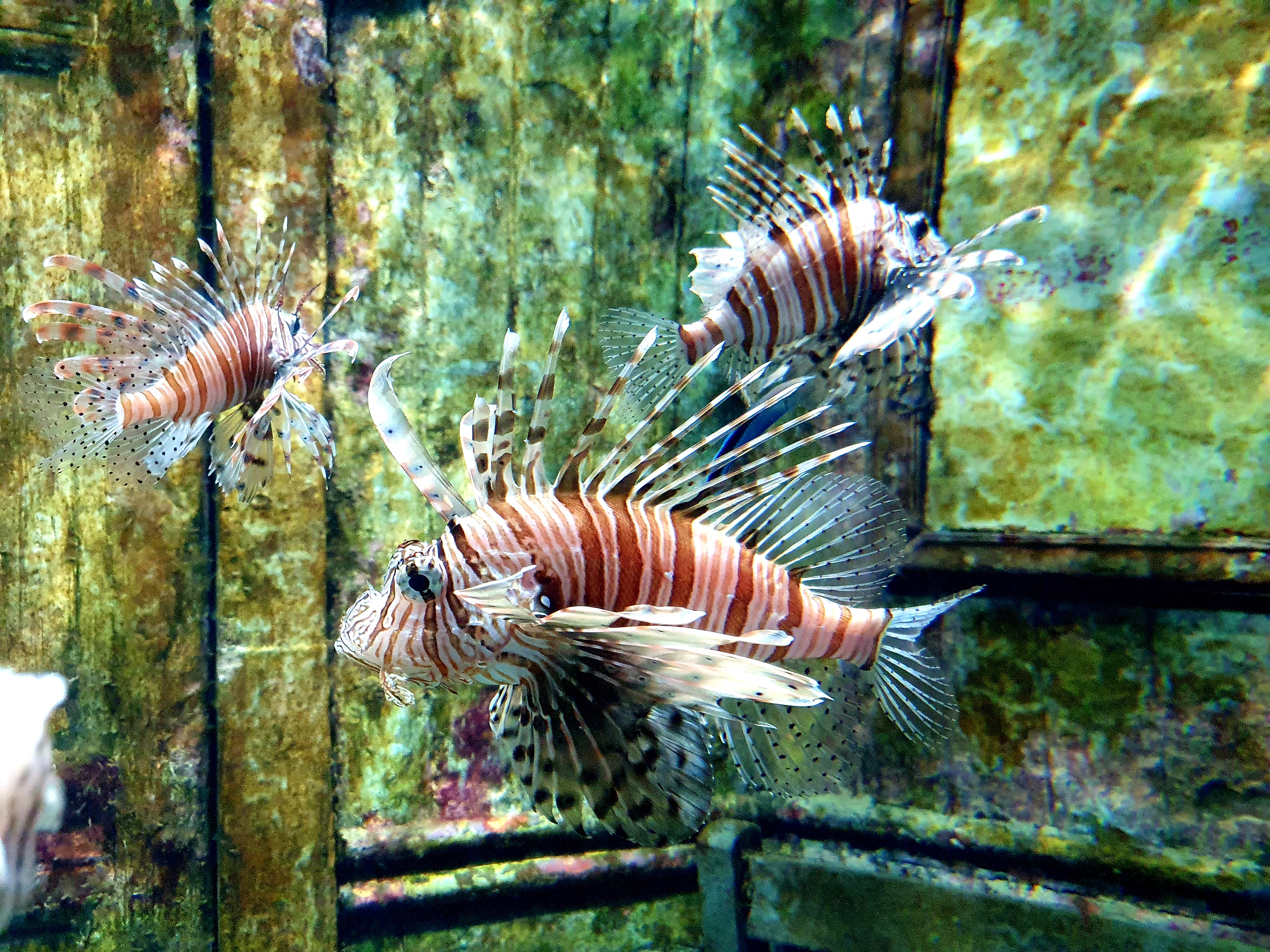 Durban UShaka Marine World Rotfeuerfisch