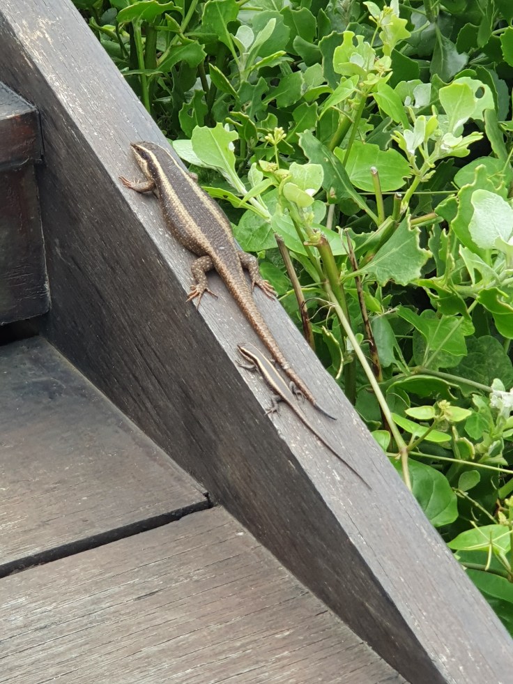 Eidechse vor Oyster Box