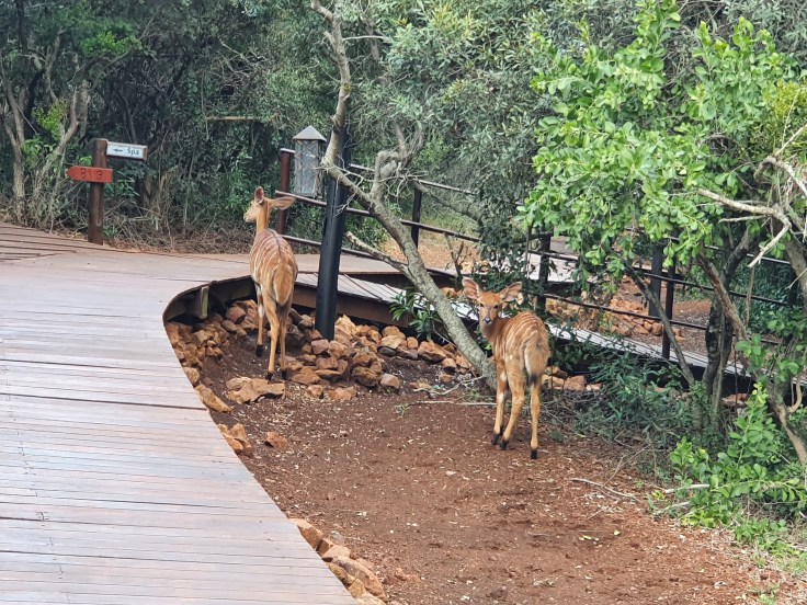 Thanda Impalas im Hotel