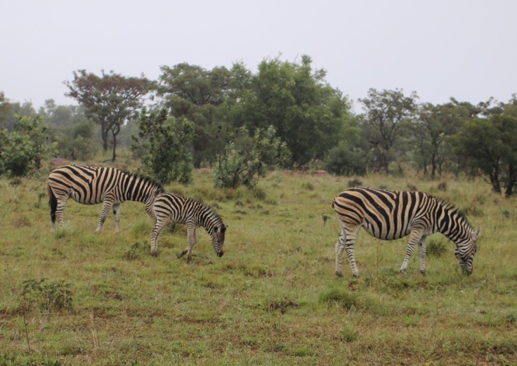 Waterberg Welgevonden Zebras
