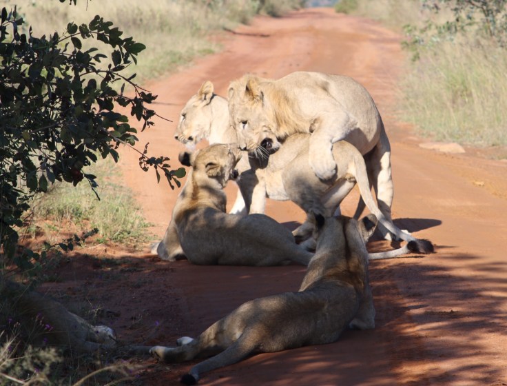 Waterberg Welgevonden junge Löwen