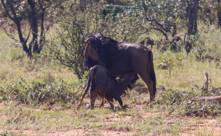 Waterberg Welgevonden Gnu mit Kalb trinkend