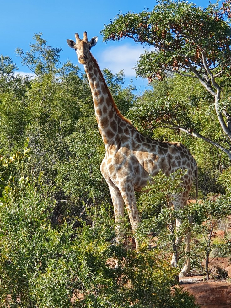 Waterberg Welgevonden Giraffe