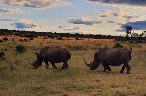 Waterberg Welgevonden Nashörner Sonnenuntergang