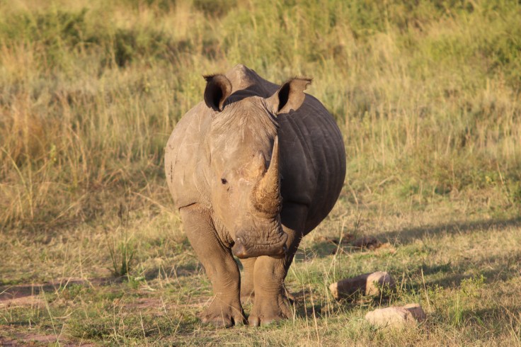 Waterberg Welgevonden Nashorn