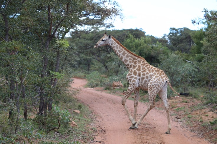 Waterberg Welgevonden Giraffe