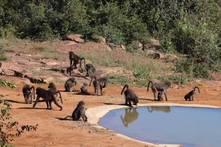 57 Waterberg Wasserloch Affen Baboon Bärenpavian