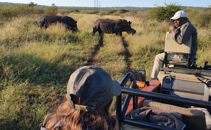 Thanda Breitmaulnashorn White Rhino
