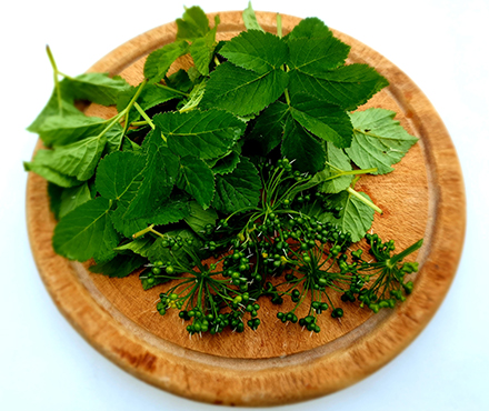 Giersch Bärlauch-Samen für Pesto NaTourSinn