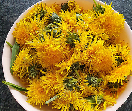 Löwenzahn für Honig NaTourSinn