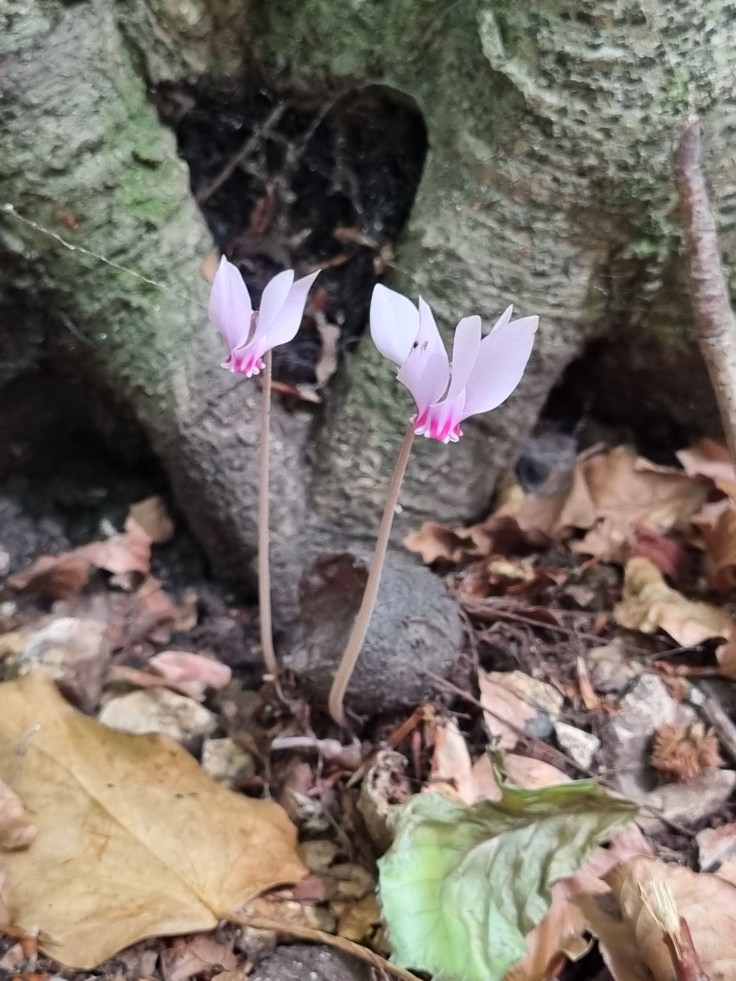 Apulien Gargano Foresta Umbra