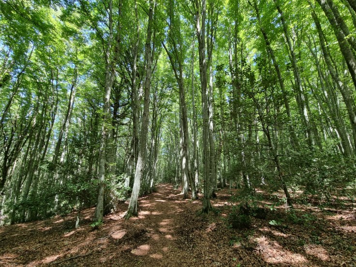 Apulien Gargano Foresta Umbra