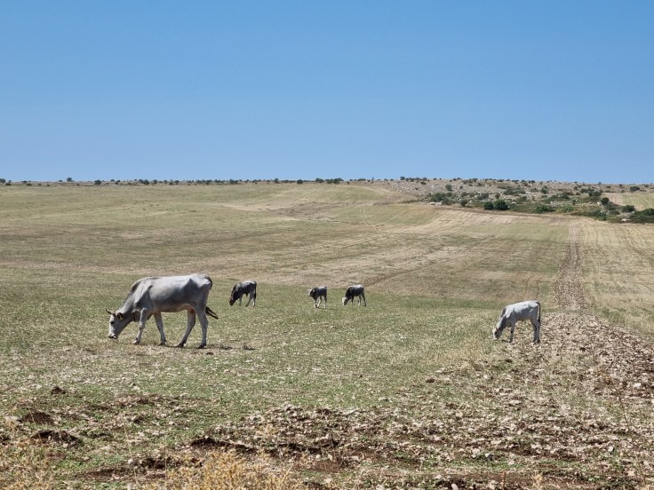 Apulien Murge beim Castel del Monte