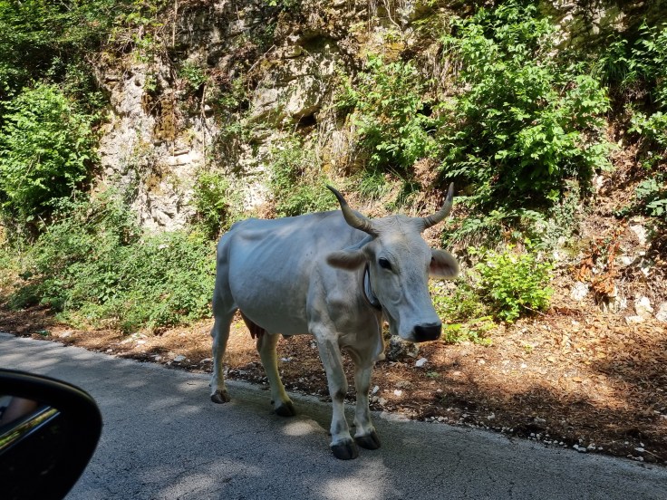 Gargano Foresta Umbra Kühe