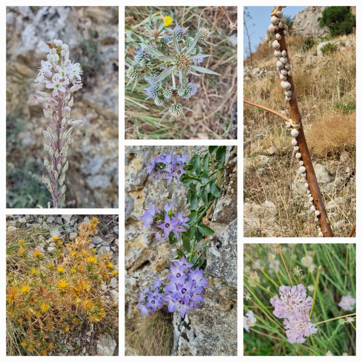 Wanderung in der Gravina, Pflanzenwelt