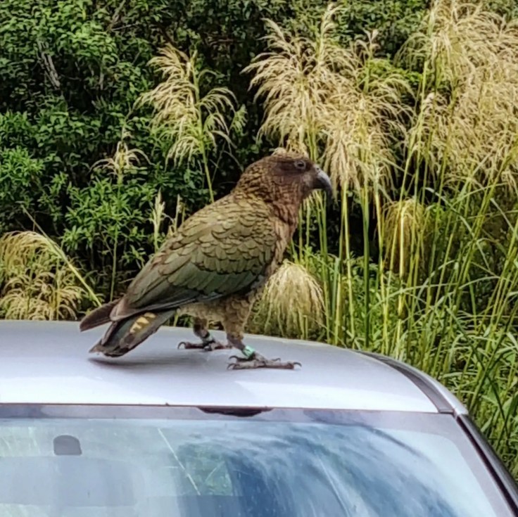 Highway 94 zum Milford Sound - Kea