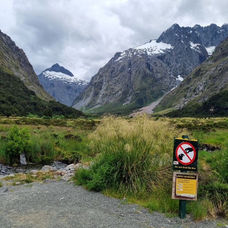 Highway 94 zum Milford Sound - Monkey Creek