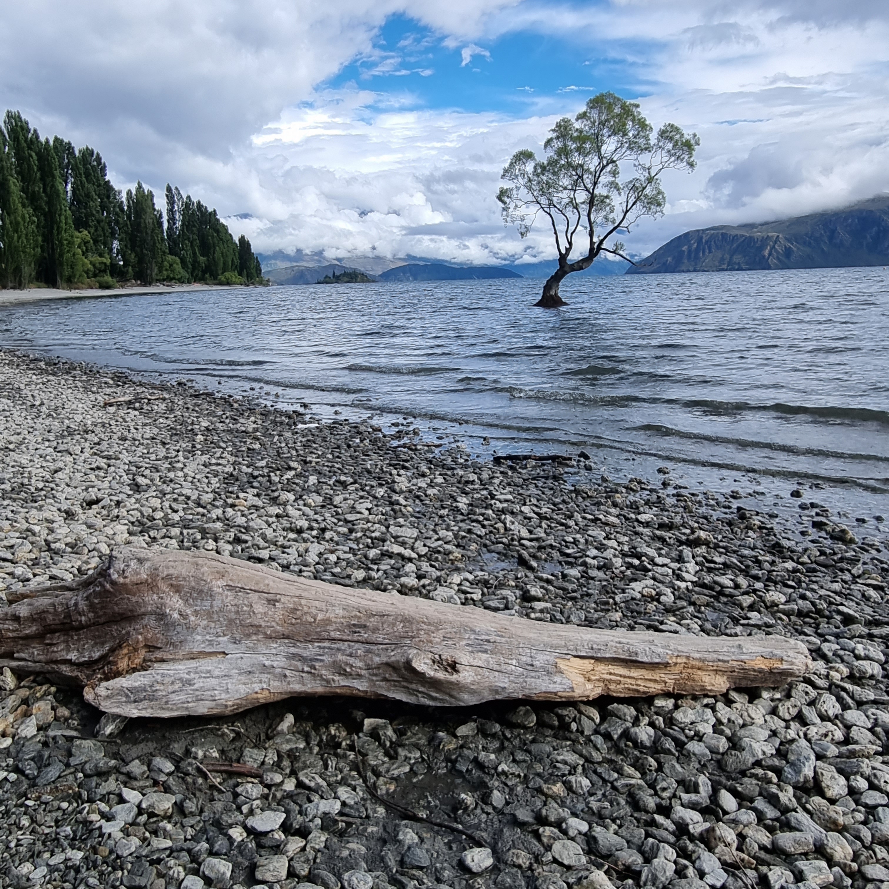 Wanaka - The Tree
