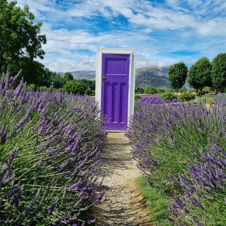 Wanaka Lavendelfarm