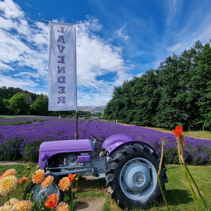 Wanaka Lavendelfarm